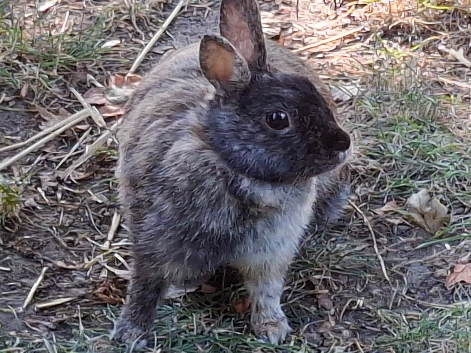 Konijn, Dieren en Toebehoren, Konijnen, Vrouwelijk