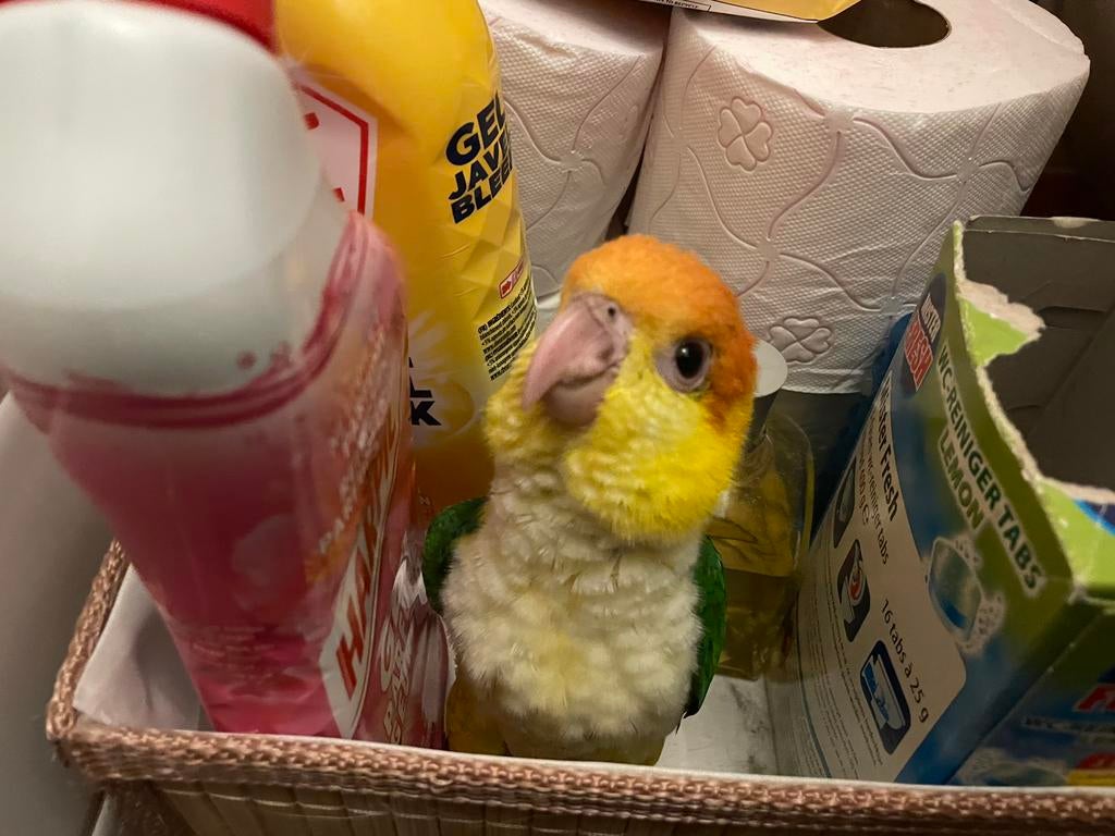 Roestkop caique, Dieren en Toebehoren, Mannelijk, Papegaai, Geringd