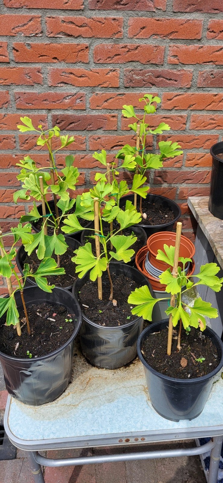 Ginkgo Biloba boompjes, Ophalen, Overige soorten, Volle zon