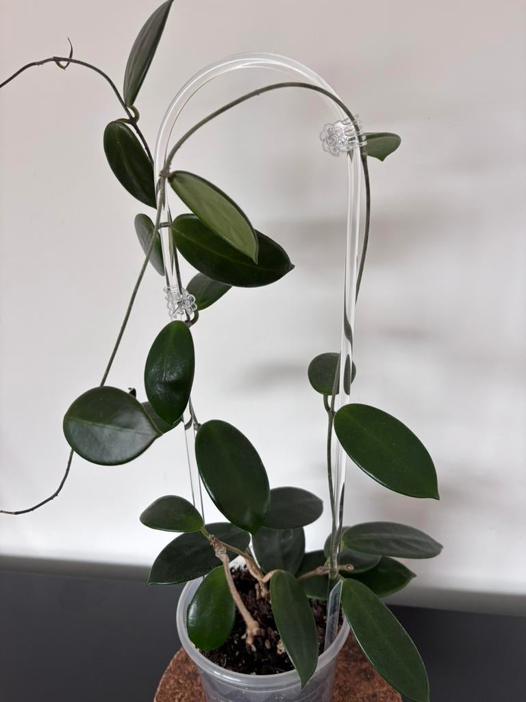 Hoya vangviengensis, Ophalen of Verzenden, Halfschaduw, Minder dan 100 cm