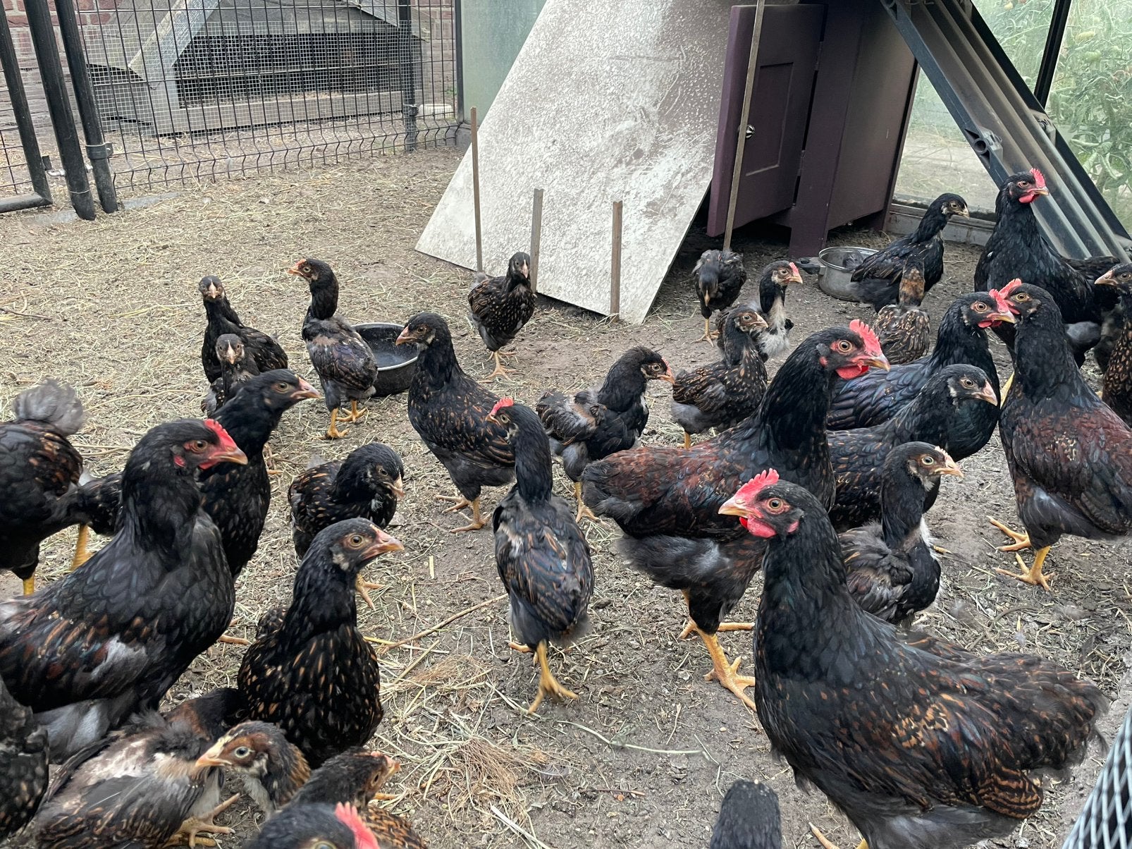 Hennen en hanen kuikens Barnevelder groot, Dieren en Toebehoren, Pluimvee, Meerdere dieren, Kip