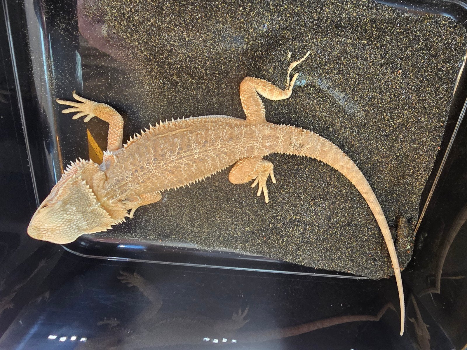 Prachtige vrouwelijke baardagaam (Pogona vitticeps) Bearded Dragon photo 3