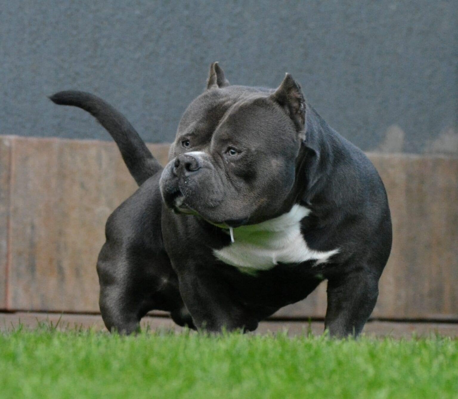 american bully pocket, Dieren en Toebehoren, Particulier, 15 weken tot 1 jaar, Buitenland, Meerdere