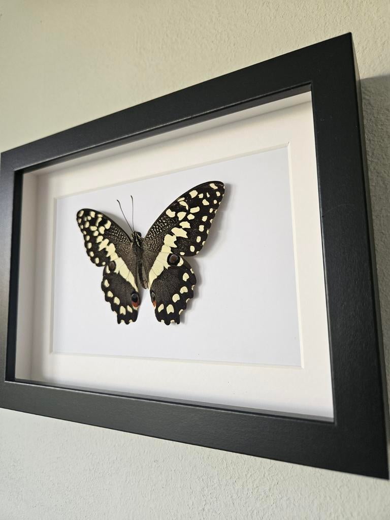 Vlinder in lijst, Ophalen of Verzenden