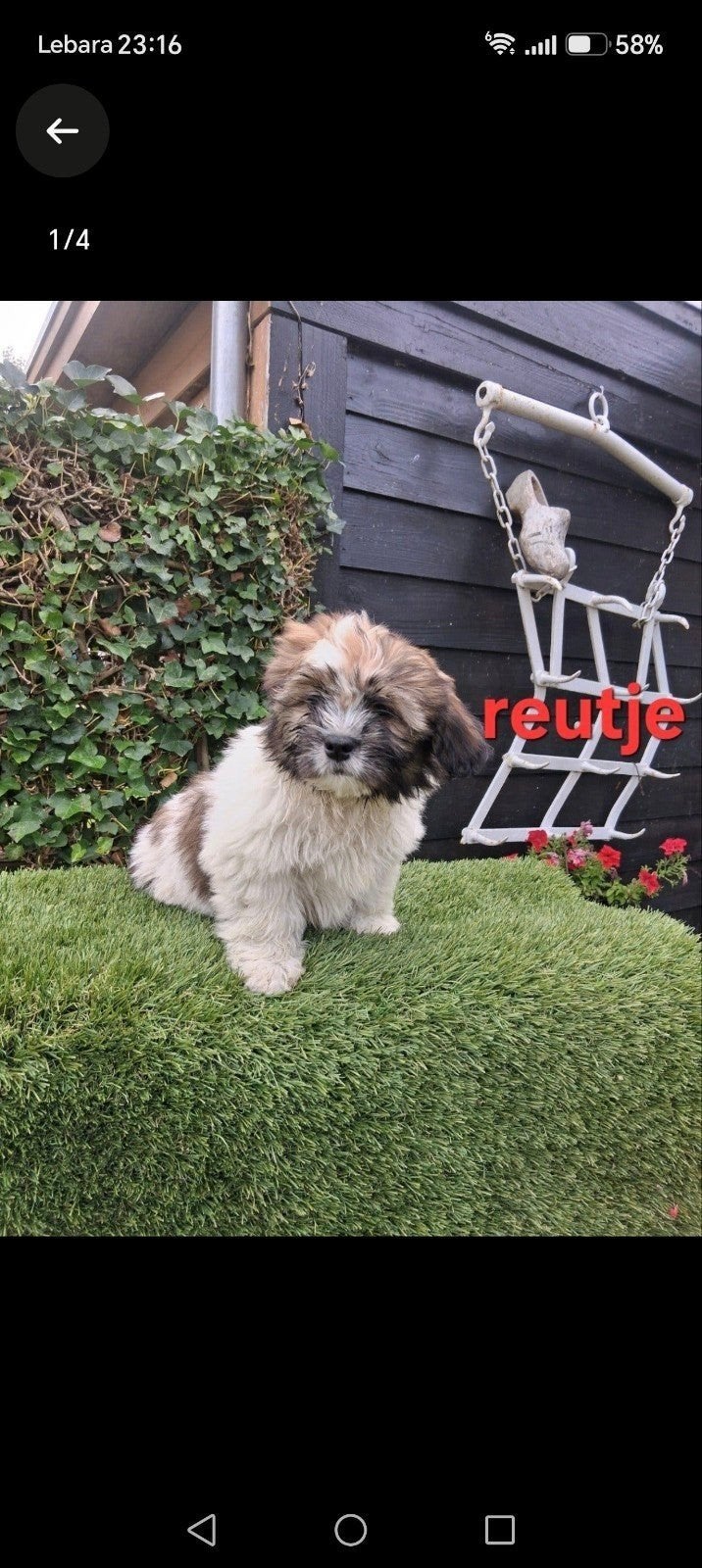 te koop.mooie speelse boomer pups, Parvo, Overige rassen, 8 tot 15 weken, Meerdere