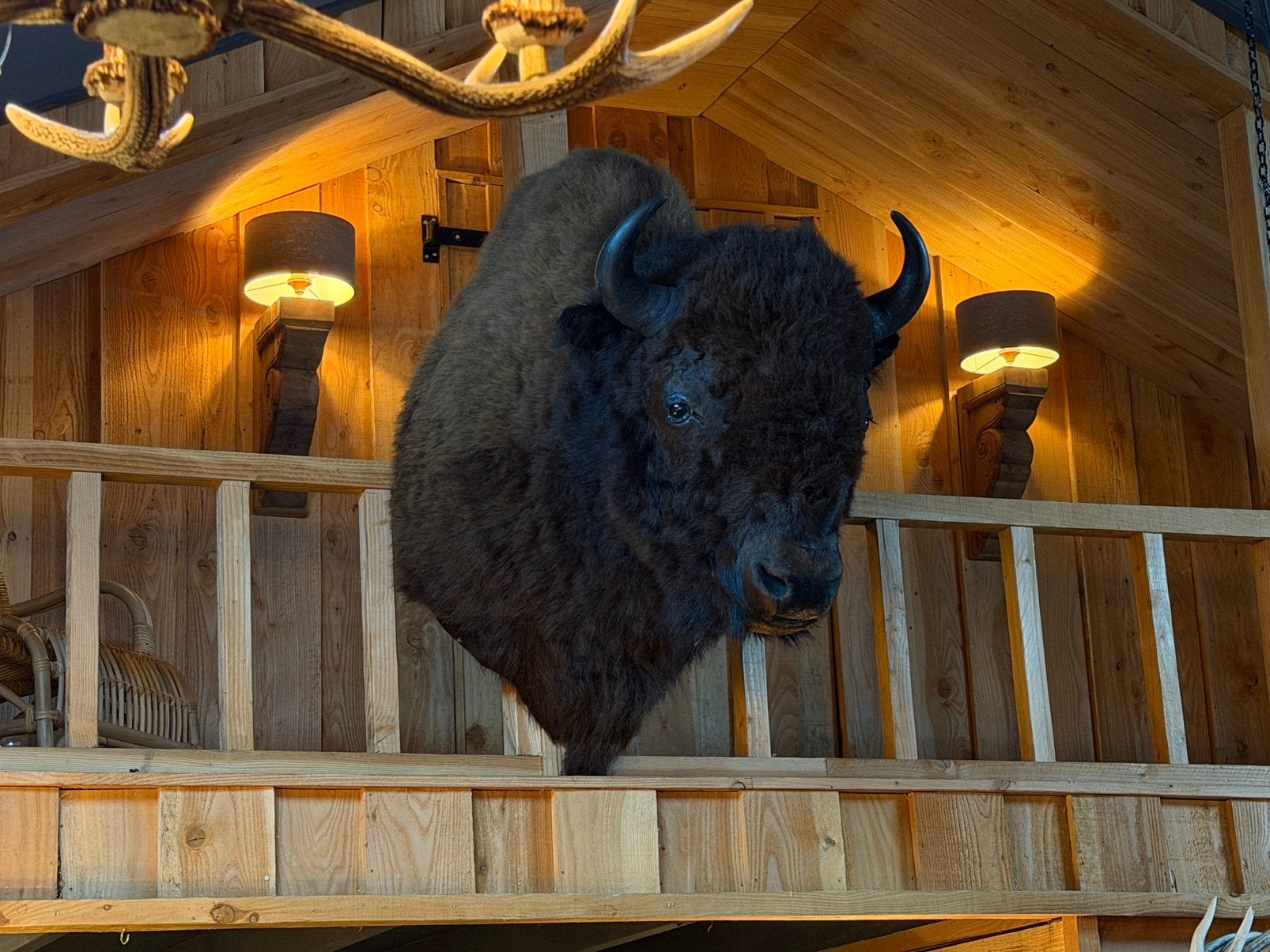 Opgezette Bizon. Nieuw. Preparaat taxidermie opgezet, Ophalen, Nieuw, Wild dier, Opgezet dier