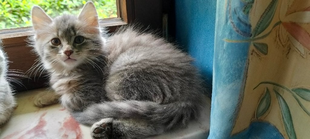 Kittens te koop. Kruising Main Coon en Europese korthaar, Meerdere dieren, Ontwormd, 0 tot 2 jaar