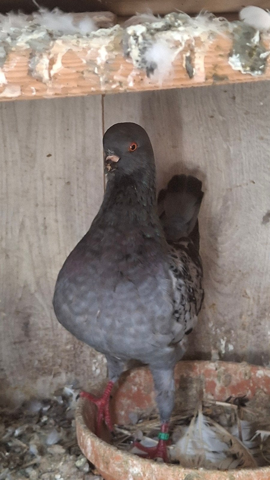 Duitse modena, Dieren en Toebehoren, Vogels | Duiven, Meerdere dieren, Overige soorten