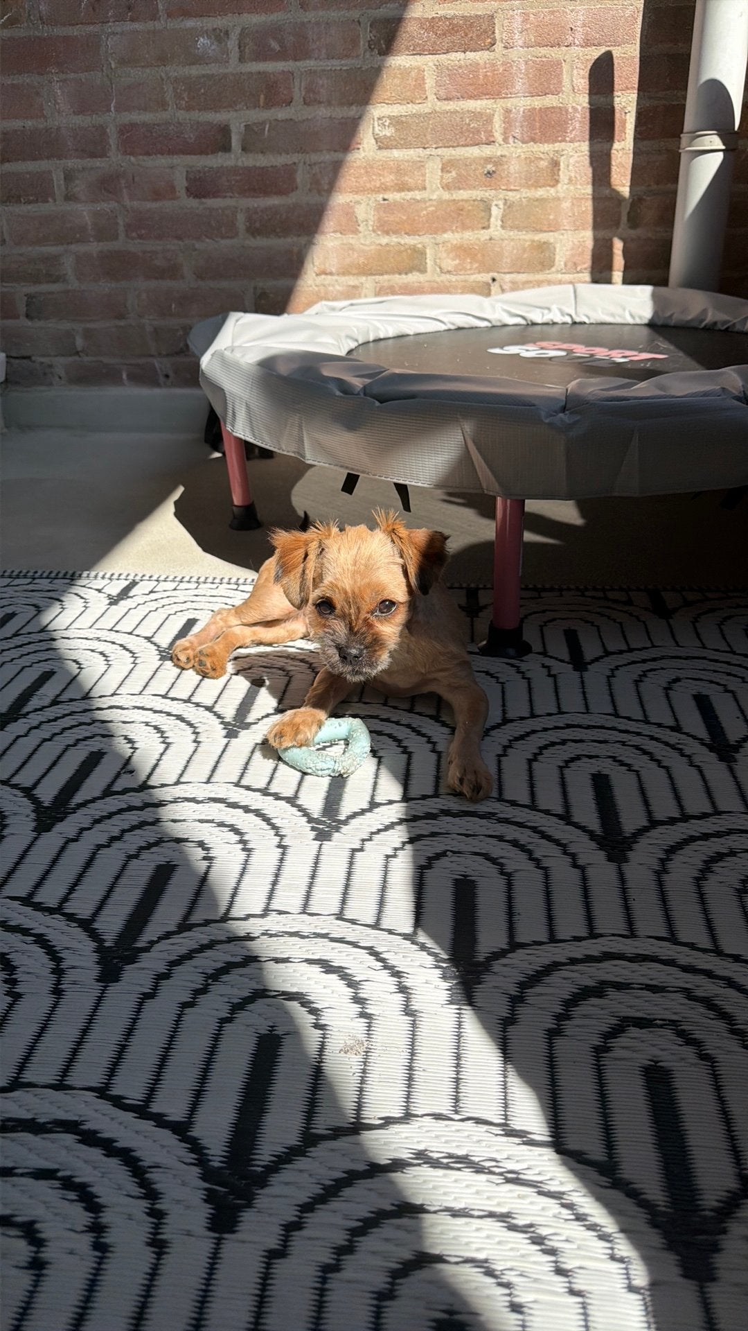 Geschoren malteser/jitsu pup 6 maanden, 15 weken tot 1 jaar, Eén hond, Nederland, Particulier