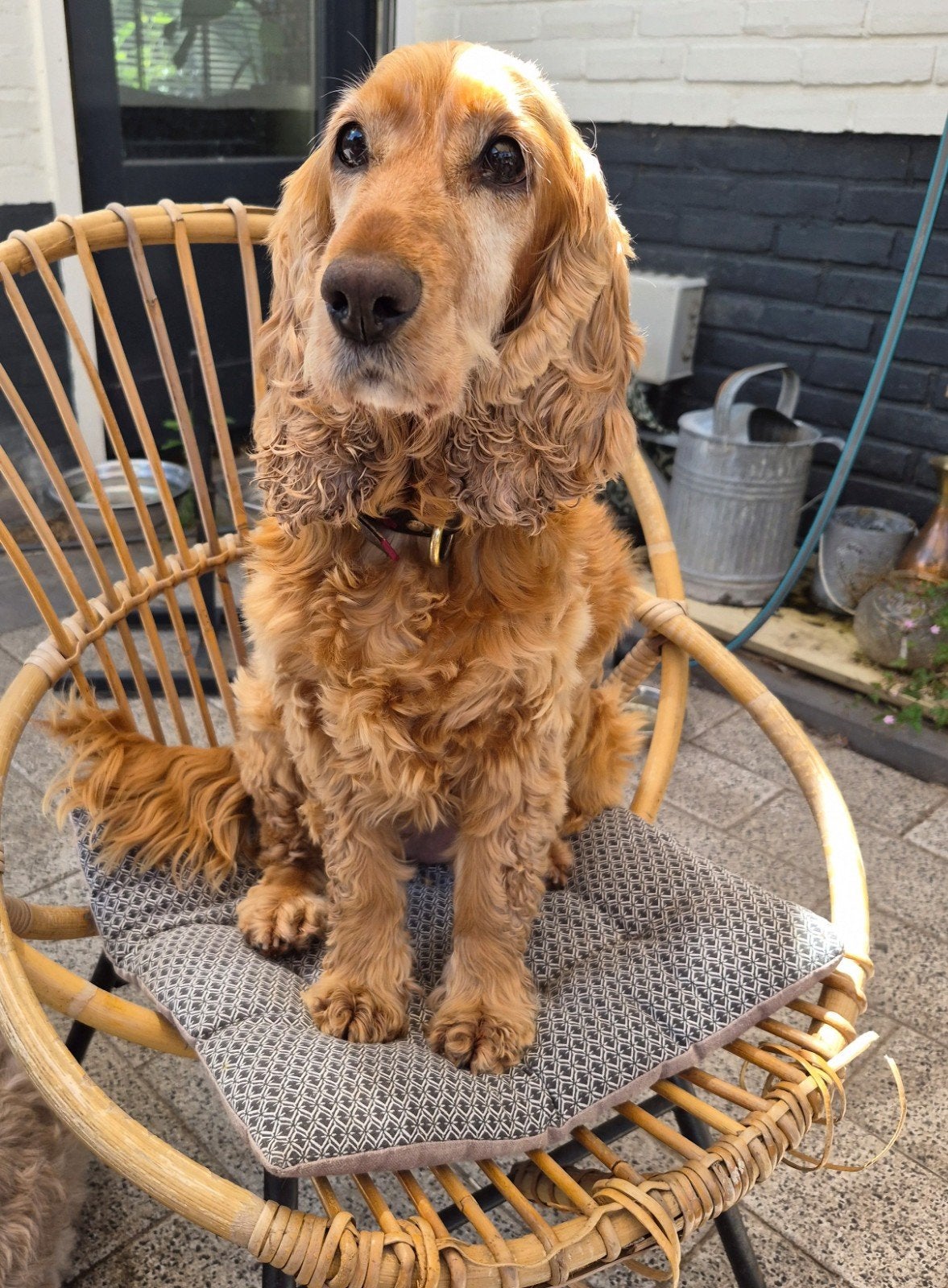 Sammie zoekt een gouden mandje. Engelse Cocker spaniel, Dieren en Toebehoren, Honden | Retrievers, Spaniëls en Waterhonden, 6 jaar of ouder