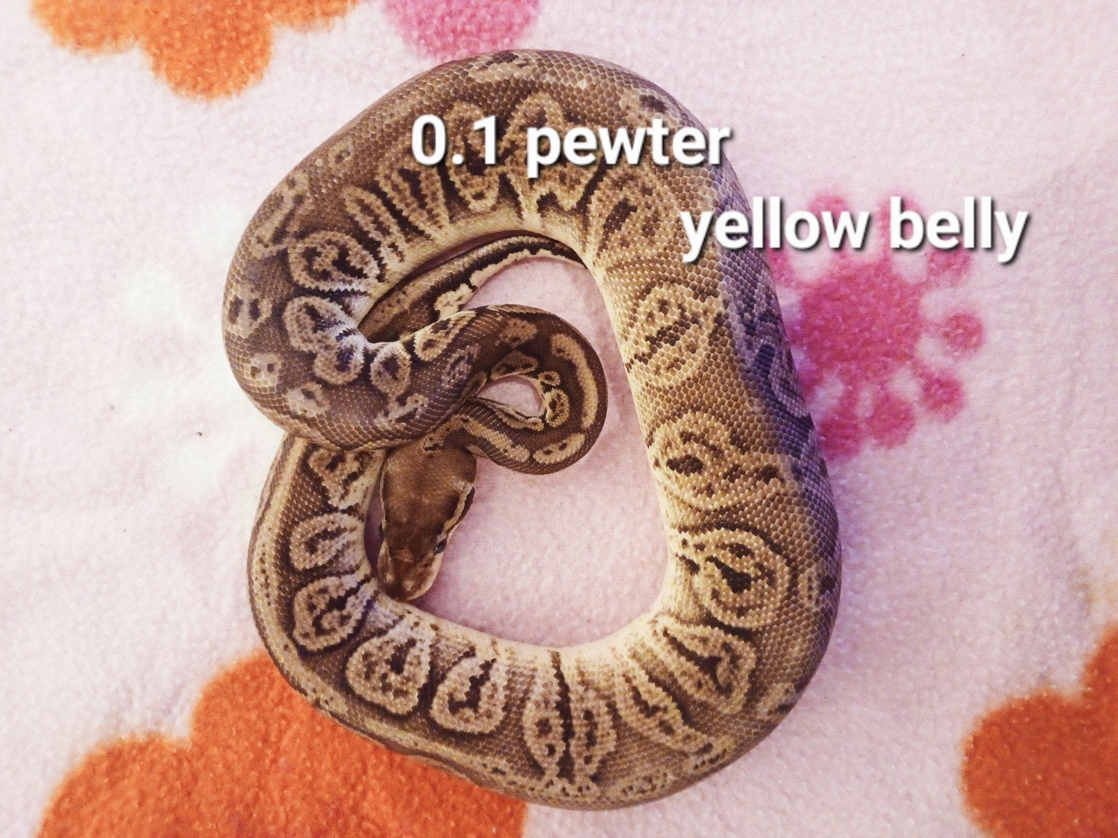 koningspython (regius) pewter yellow belly vrouw Ball Python photo 2