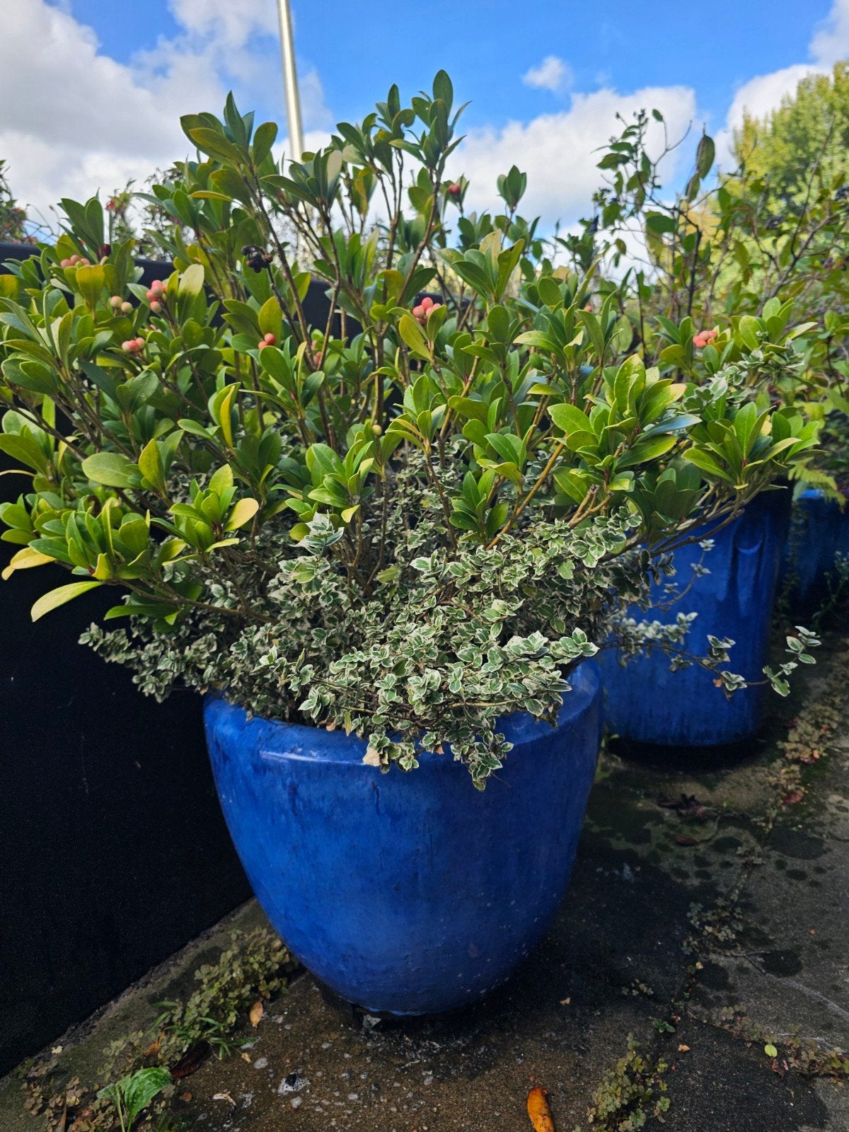 Grote blauwe bloempotten voor buiten, set van 5, Tuin en Terras, Ophalen, 40 cm of meer, Rond, Zo goed als nieuw