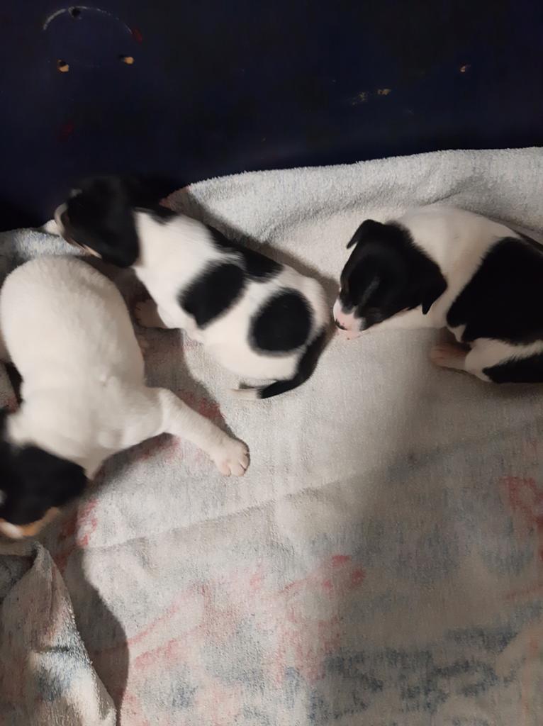 Boerenfox, Dieren en Toebehoren, Honden | Niet-rashonden, 8 tot 15 weken, Meerdere, Meerdere dieren, Middel