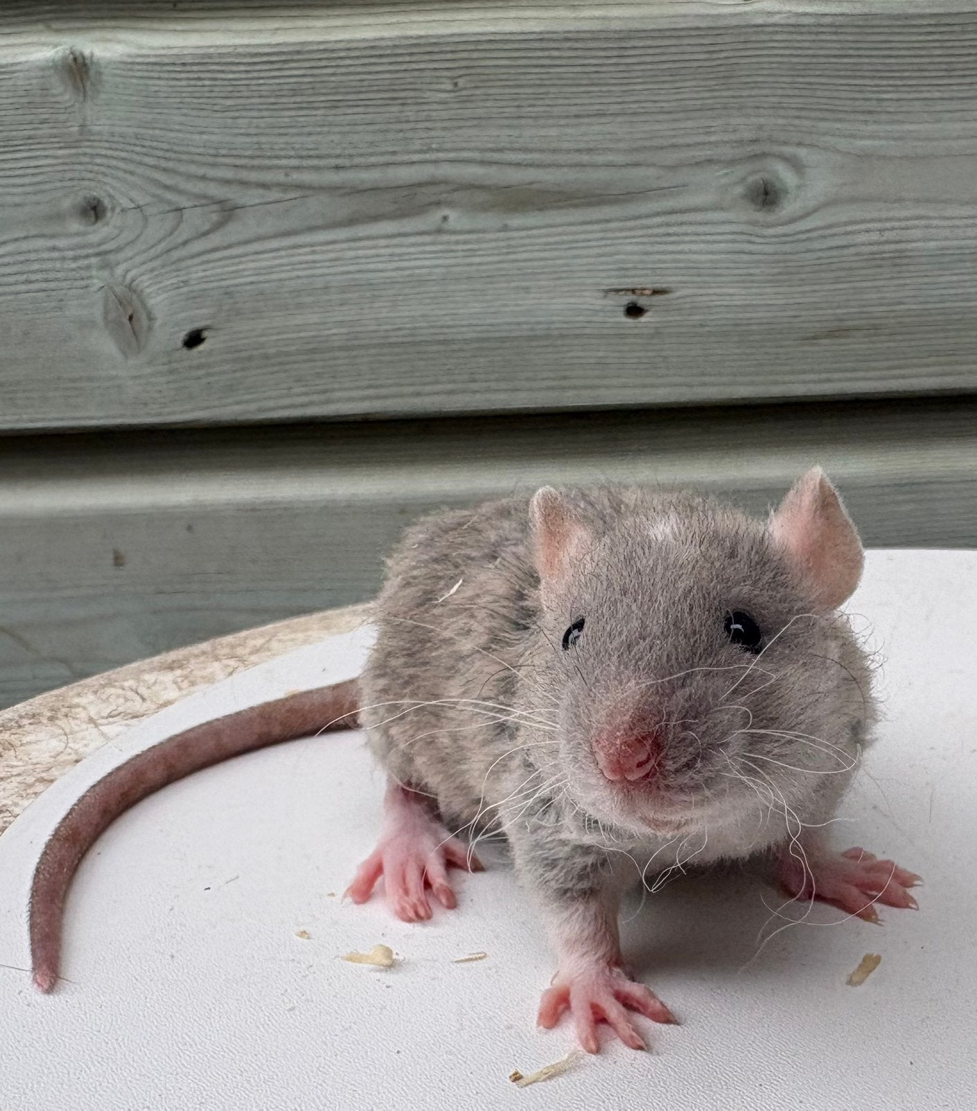 Lieve tamme ratjes, Dieren en Toebehoren, Rat, Juni, Vrouwelijk, Tam