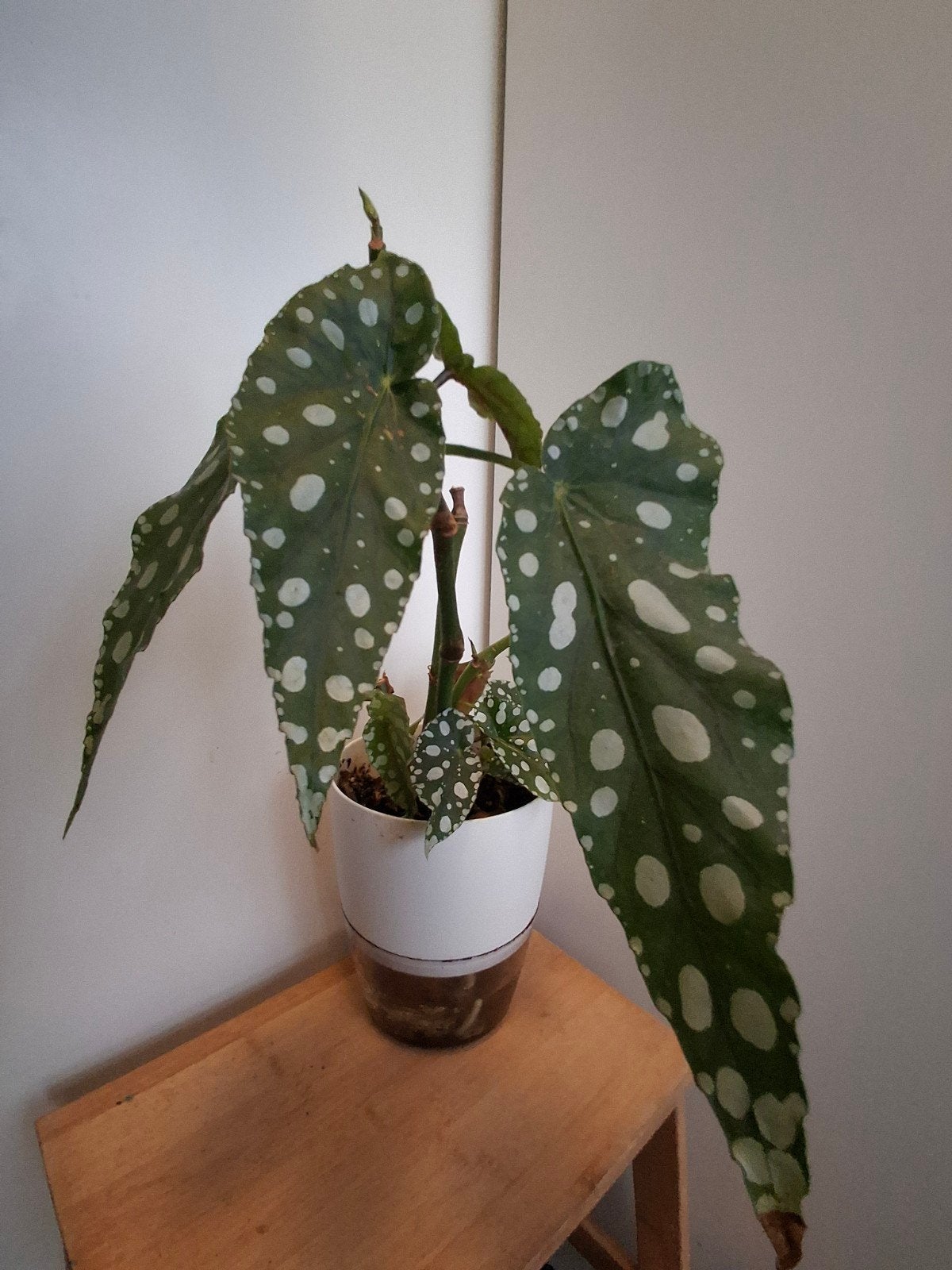 Begonia megadot, Ophalen of Verzenden, Halfschaduw, Minder dan 100 cm