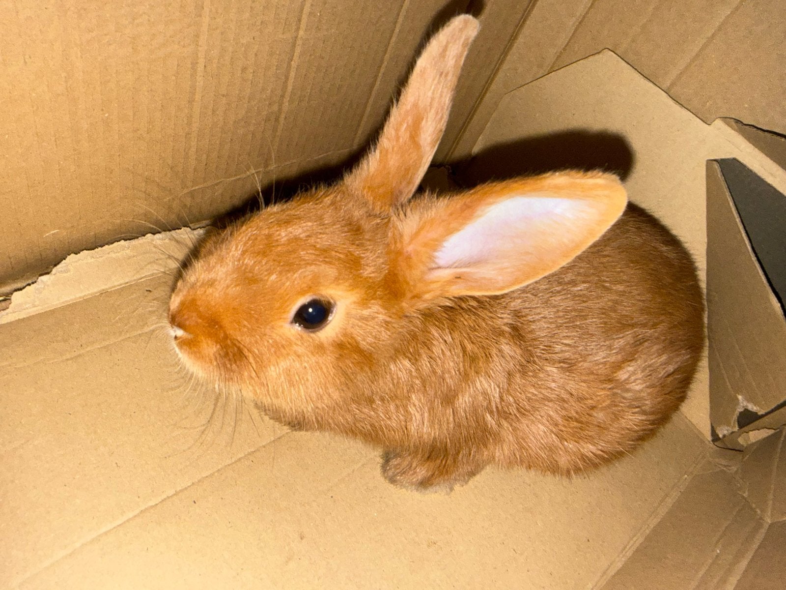 Konijn 3 dagen geleden gekocht, maar kat went niet., Vrouwelijk, Dwerg