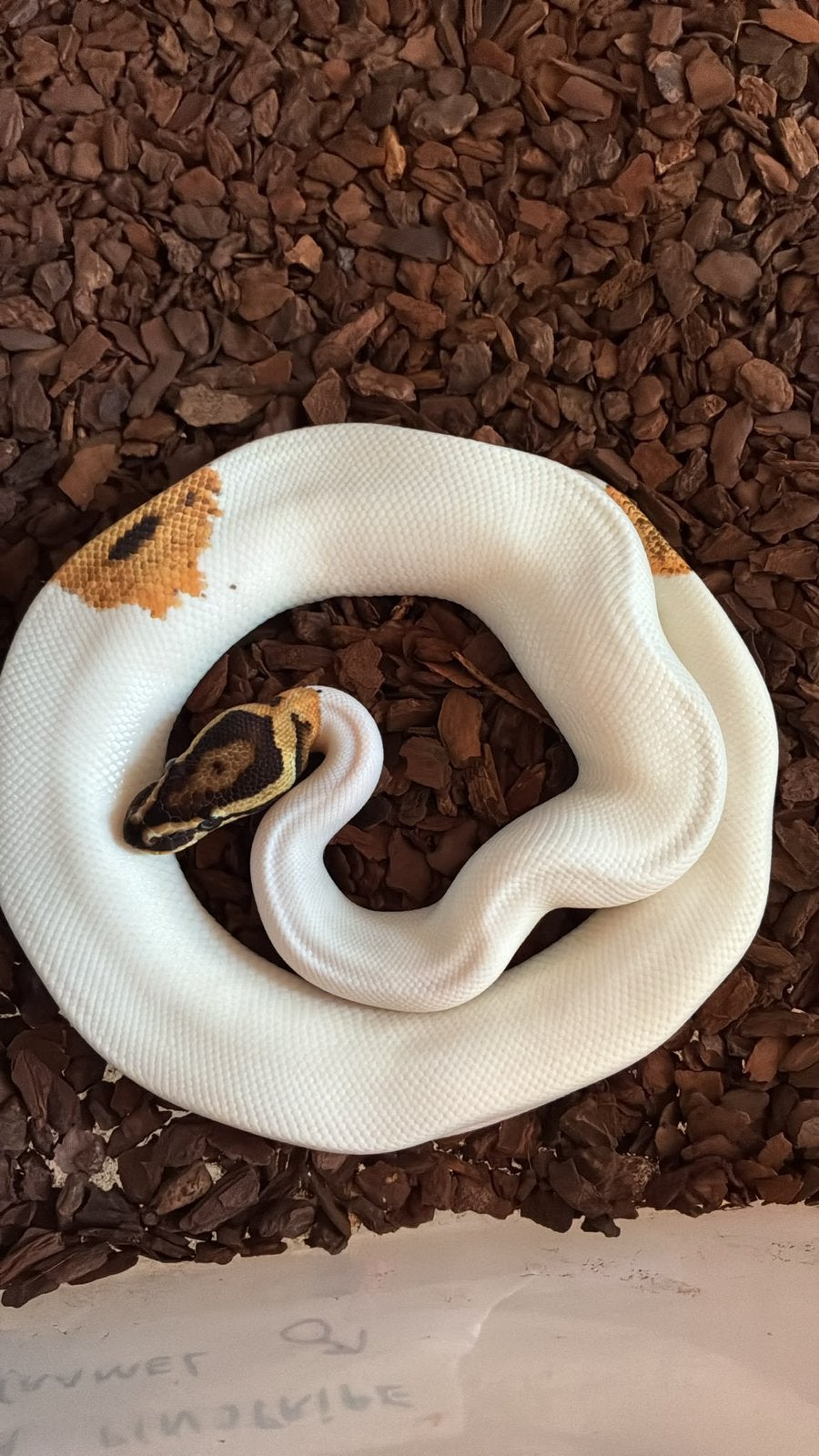 Ballpython (koningspython), Dieren en Toebehoren, Slang, 0 tot 2 jaar