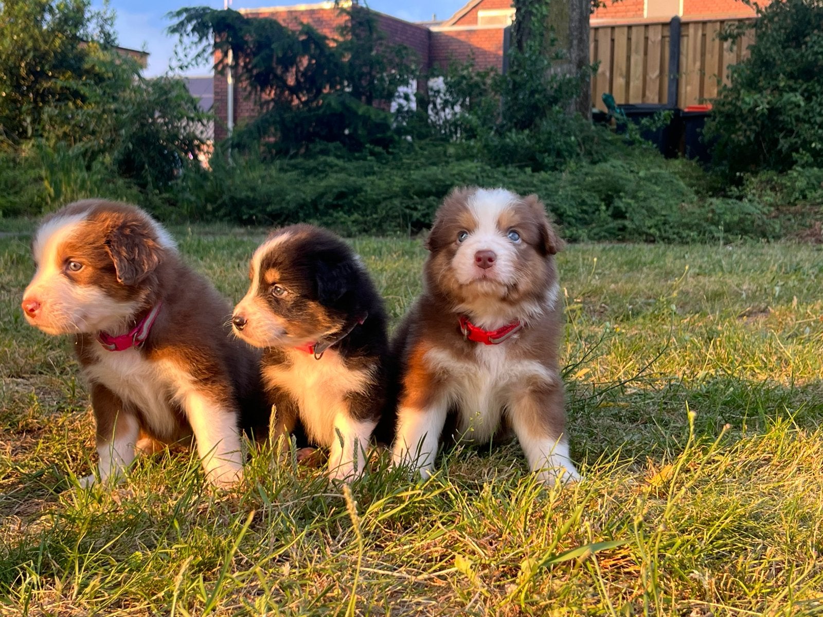 Australian shepherd pups, Dieren en Toebehoren, 8 tot 15 weken, Geslacht onbekend, Parvo, Meerdere