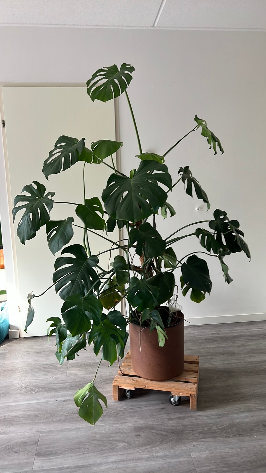 Grote Monstera delicosa, Huis en Inrichting, Ophalen, 100 tot 150 cm, Overige soorten, Halfschaduw