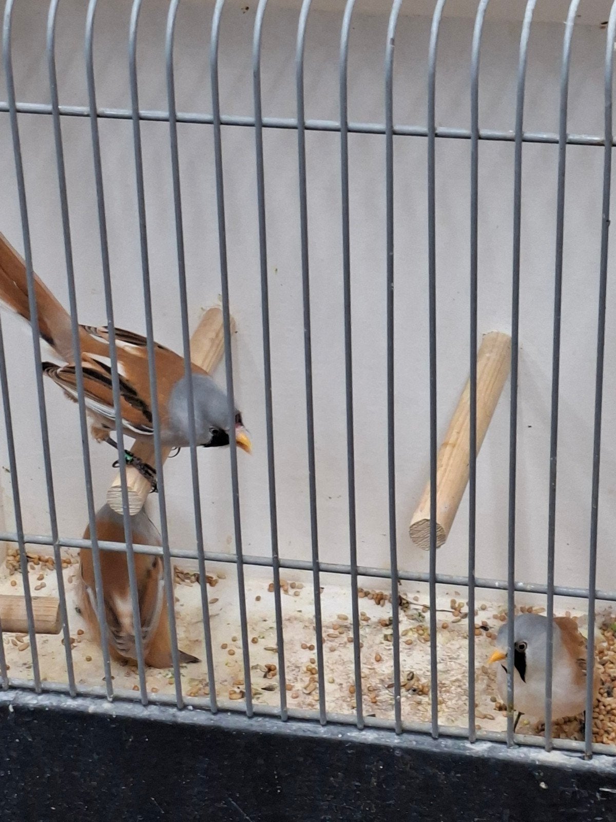 3 baardmannen, Dieren en Toebehoren, Vogels | Overige Vogels, Meerdere dieren