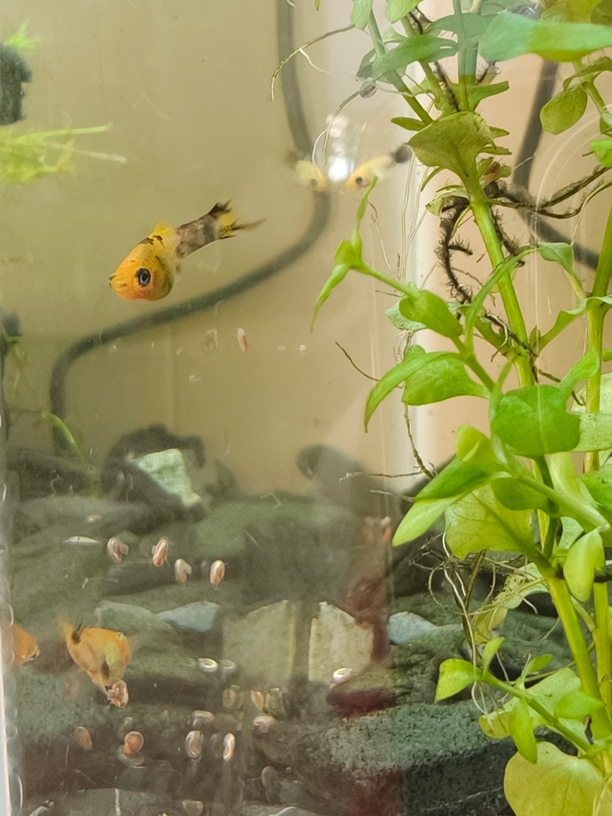 Kleine guppy vissen, Dieren en Toebehoren, Vissen | Aquariumvissen, Vis