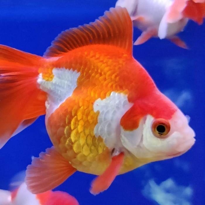 Carrasius auratus, Dieren en Toebehoren, Vissen | Aquariumvissen