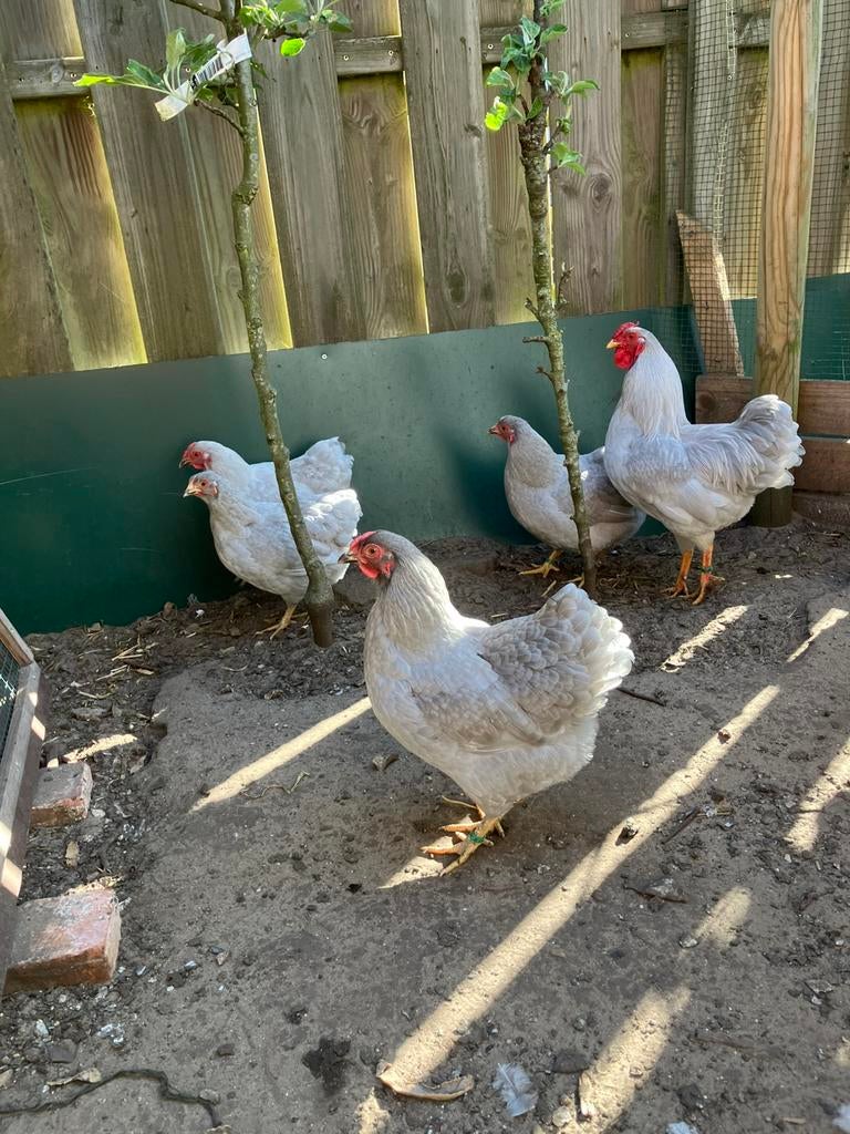 Wyandotte kriel parelgrijs, Dieren en Toebehoren, Pluimvee, Vrouwelijk, Kip