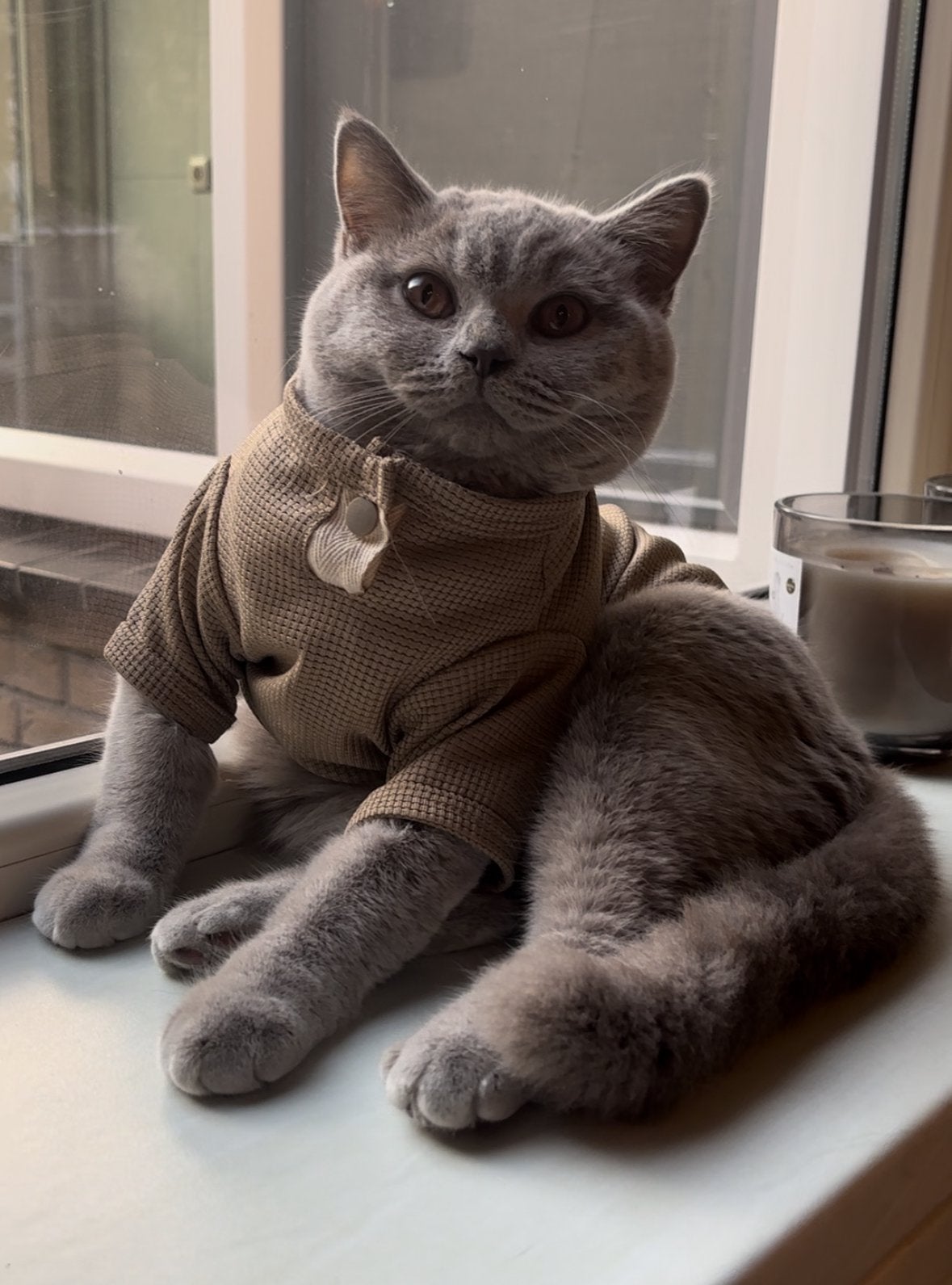 Extreem lieve en prachtige lilac/fawn britse korthaar, Dieren en Toebehoren, Katten en Kittens | Raskatten | Korthaar, Poes, Ontwormd
