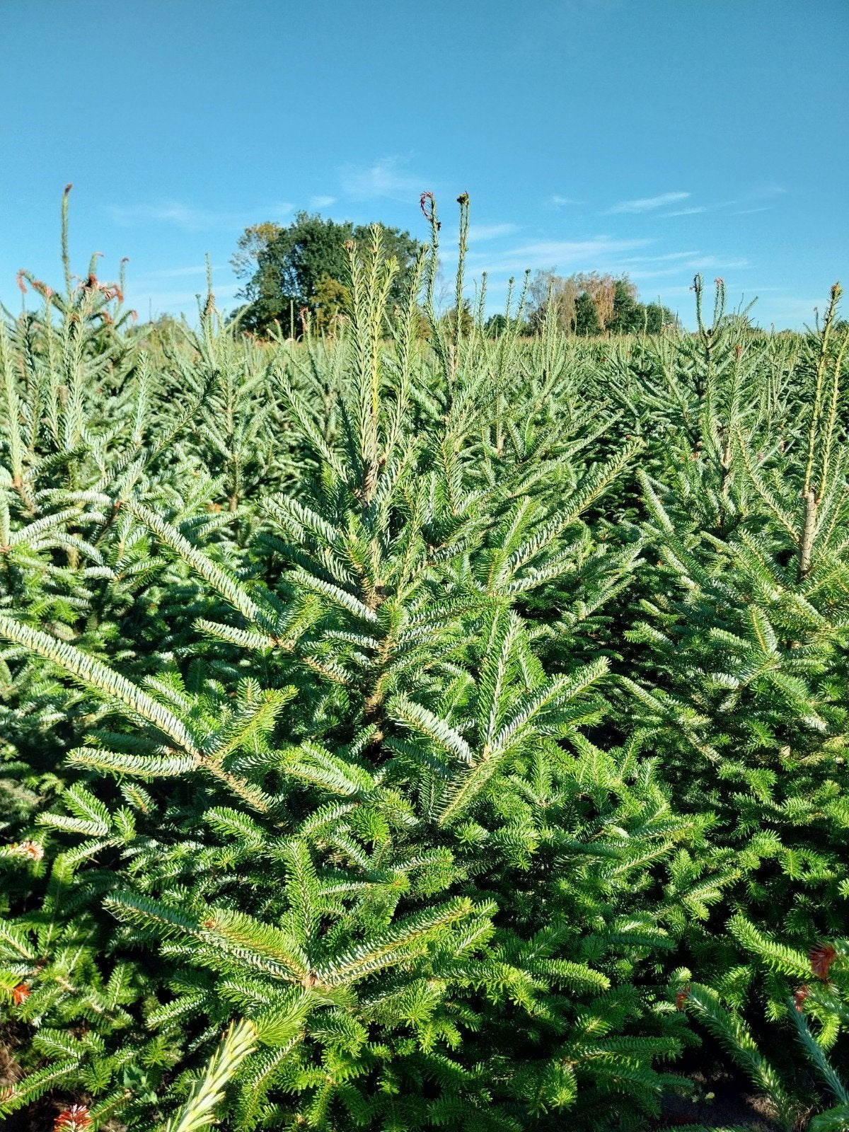 Fraseri kerstbomen, Ophalen, Overige soorten, Volle zon