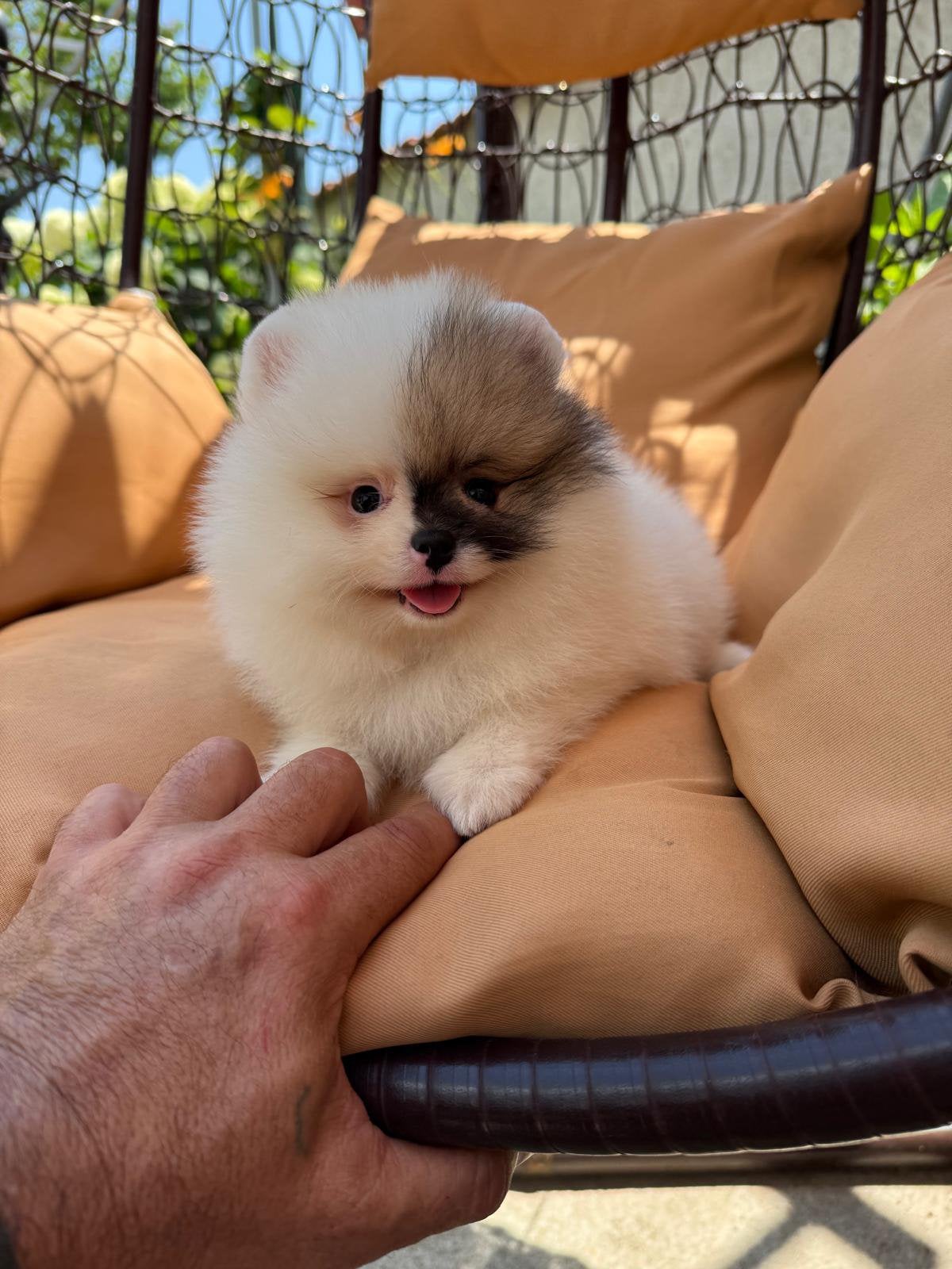 Pomeriaan pup, Dieren en Toebehoren, Honden | Chihuahua's en Gezelschapshonden, Overige rassen, 8 tot 15 weken, Buitenland, Parvo