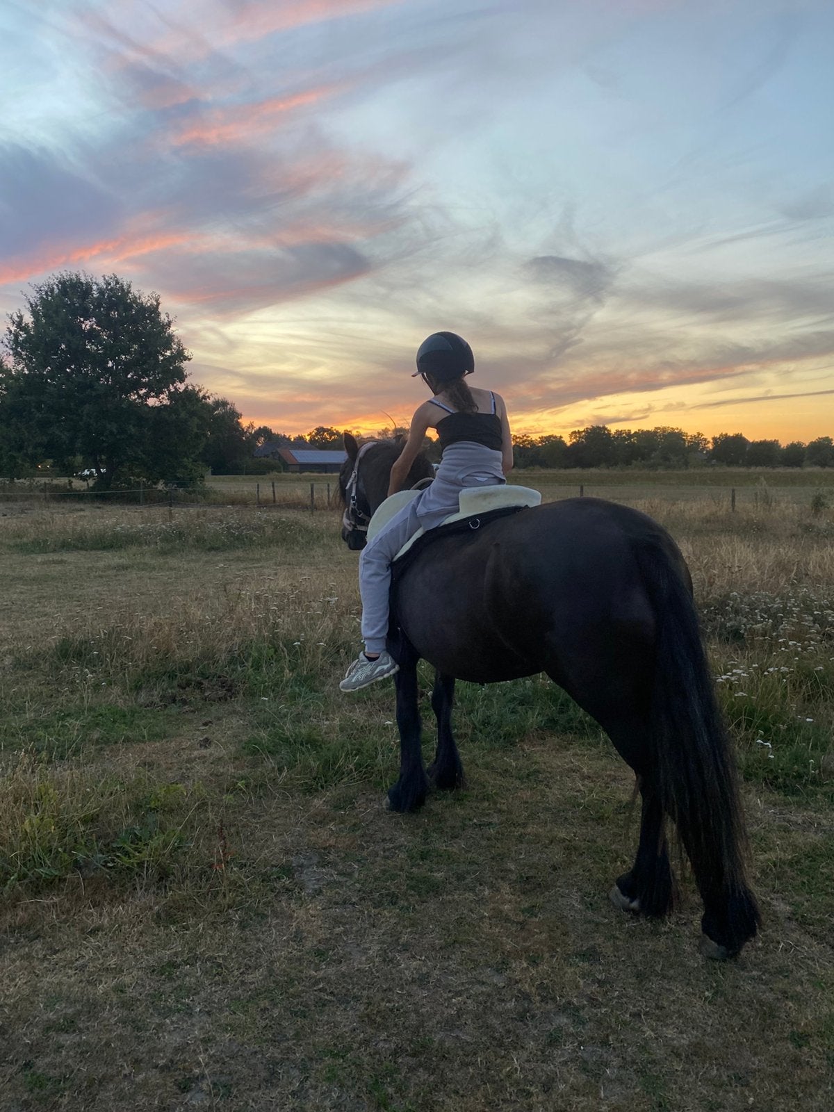 verzorg pony GEZOCHT, Ophalen of Verzenden, Zo goed als nieuw