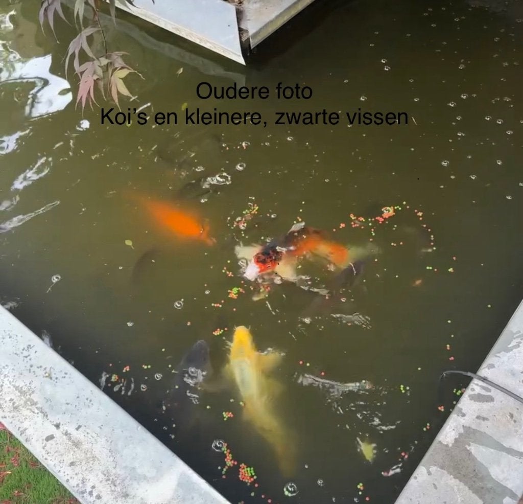 Koi’s ter overname, Dieren en Toebehoren, Karper of Koi