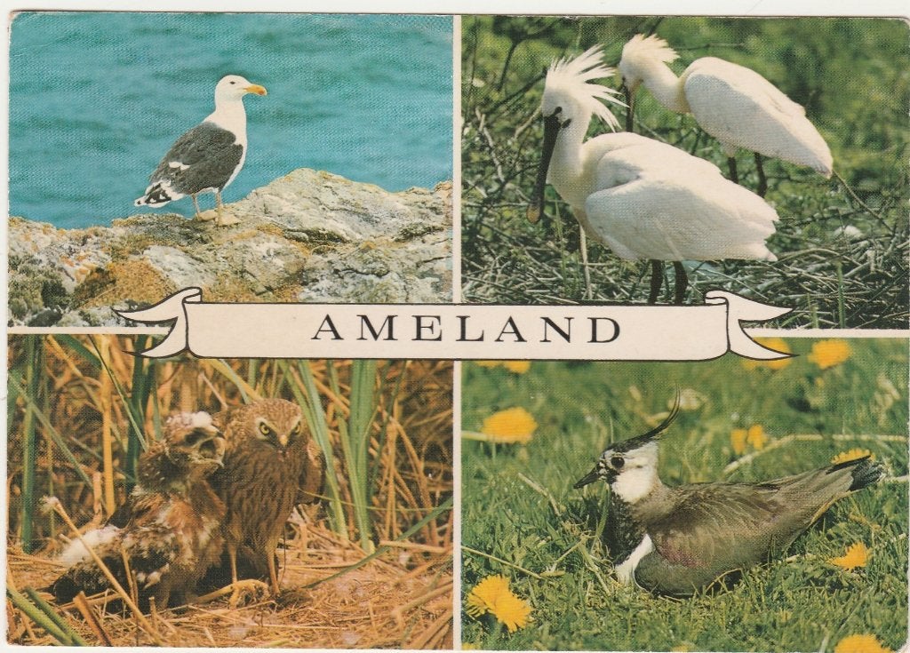 AMELAND Vogels, Verzenden, 1960 tot 1980, Ongelopen, Waddeneilanden