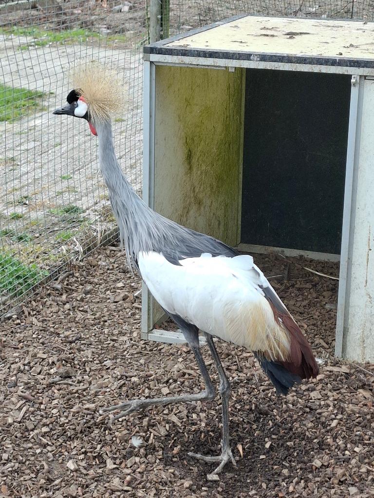 Kroonkraanvogel, Geslacht onbekend, Overige soorten