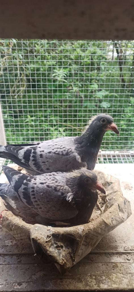 Postduiven jongeduiven, Dieren en Toebehoren, Vogels | Duiven, Meerdere dieren, Postduif