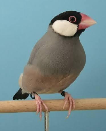 Rijstvogel pop, Dieren en Toebehoren, Vrouwelijk