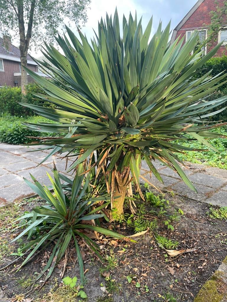 Gratis Yucca tuinplant, Tuin en Terras, Bloembollen en Zaden, Ophalen, Gehele jaar, Volle zon