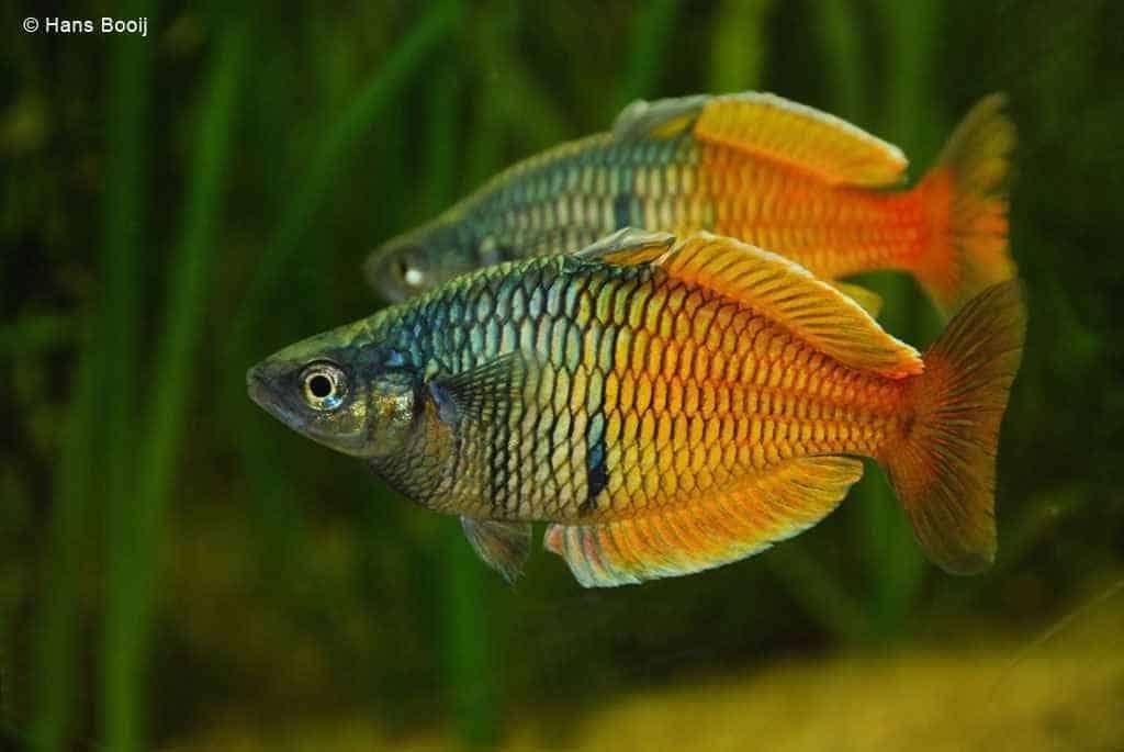 Melanotaenia boesemani (Regenboogvis) !!EIGEN KWEEK!!, Dieren en Toebehoren, Vis, Zoetwatervis, Schoolvis