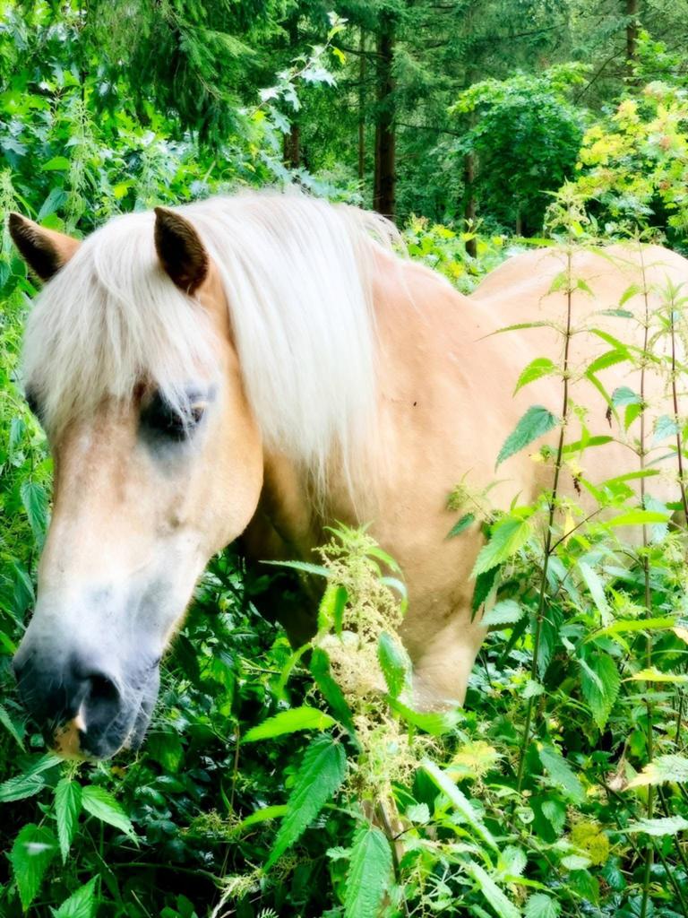 Bijrijder verzorger gezocht voor lieve Haflinger, Ophalen of Verzenden