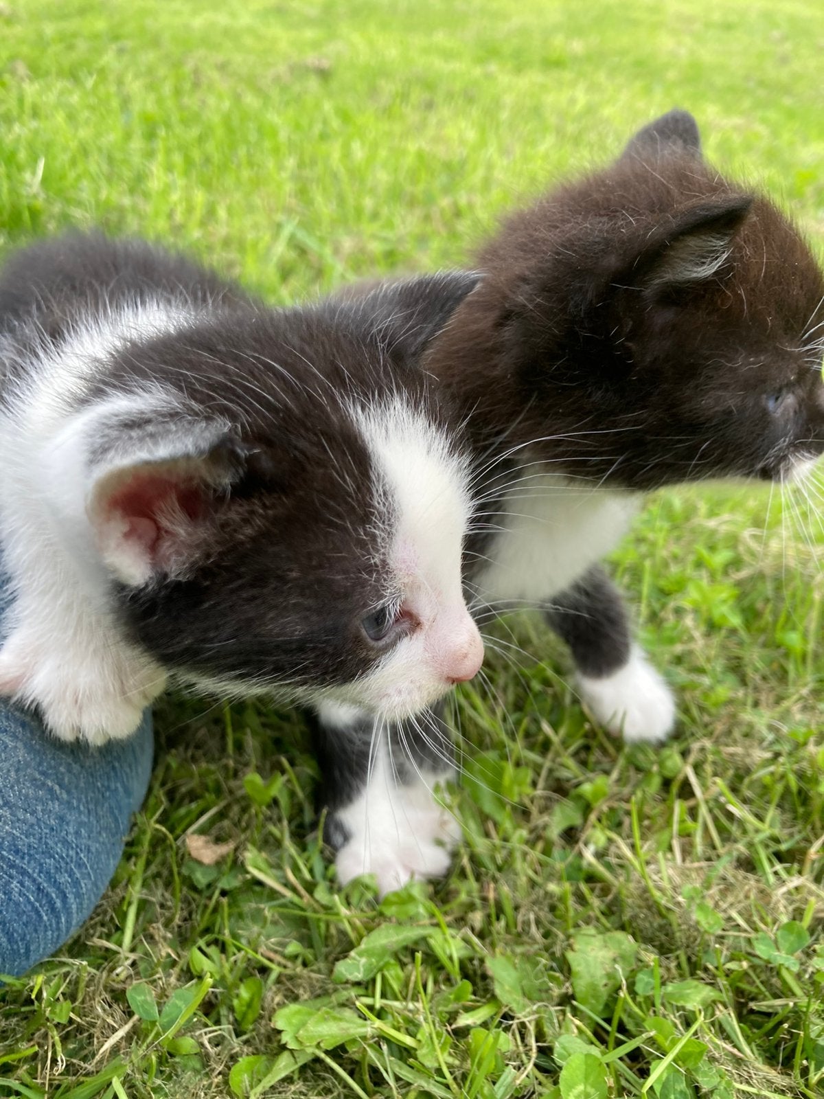 2 Lieve Jonge kittens mannetjes, Meerdere dieren