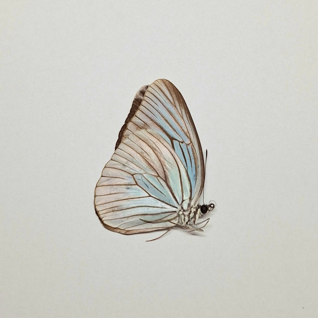 Ongeprepareerde vlinder Pareronia tritaea, Ophalen of Verzenden, Nieuw, Insect, Opgezet dier