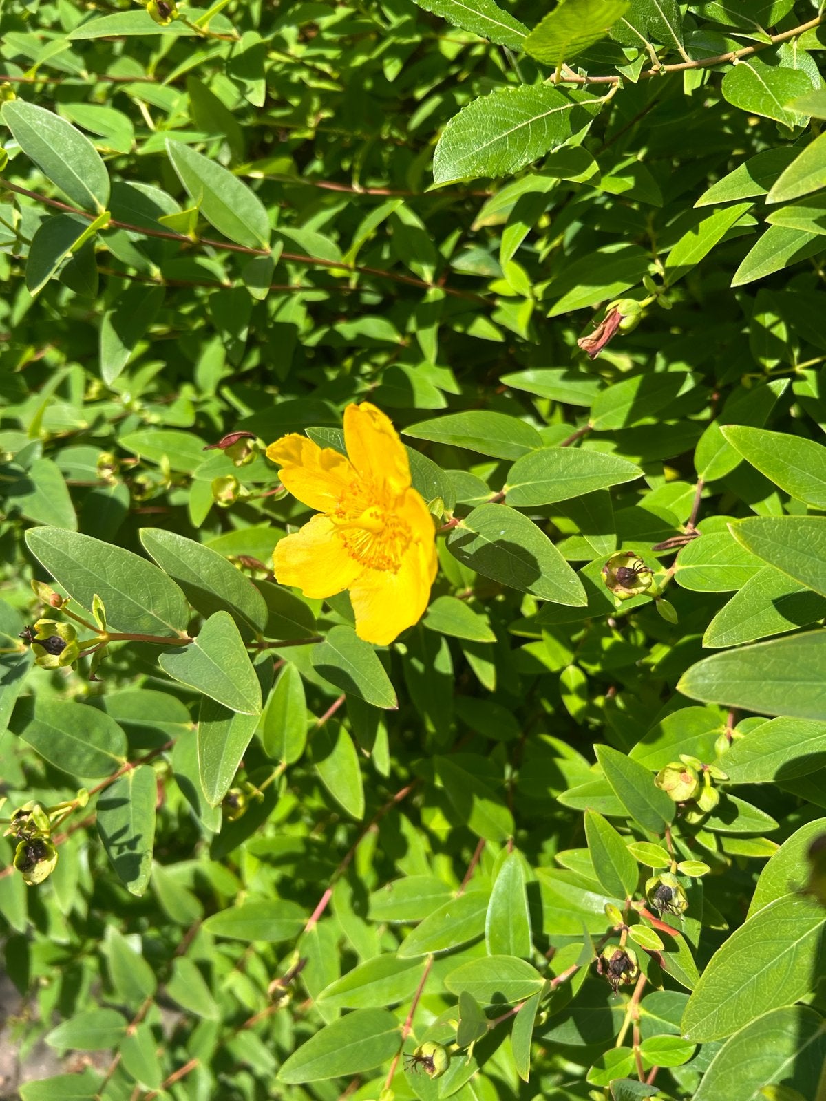 Gratis 1 Laurierboom, 1 gele struik en 1 rode struik, Tuin en Terras, Volle zon, Vaste plant, Zomer, Ophalen
