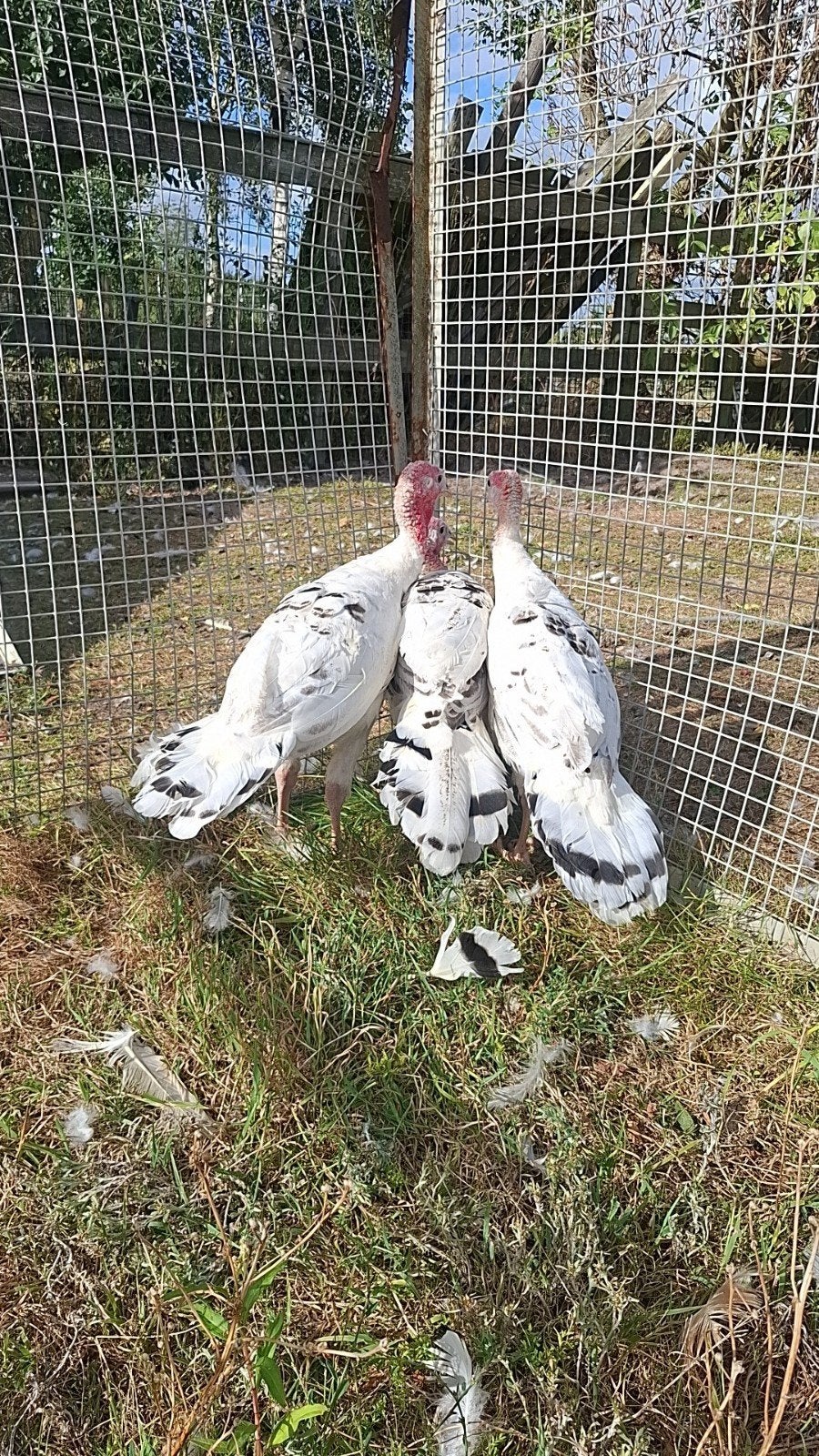 mooie wit zwarte kalkoenen, Meerdere dieren, Kalkoen