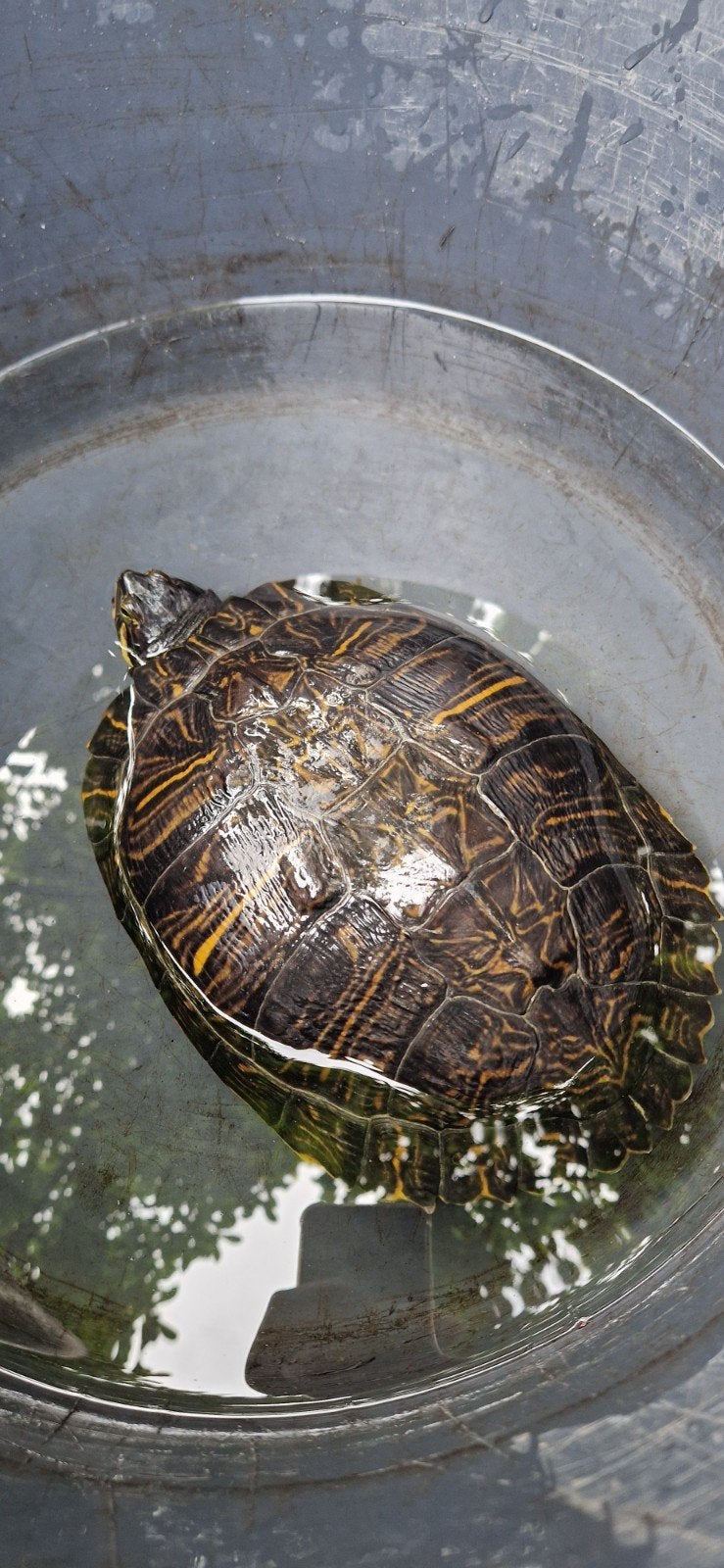 Geelwang schildpad
