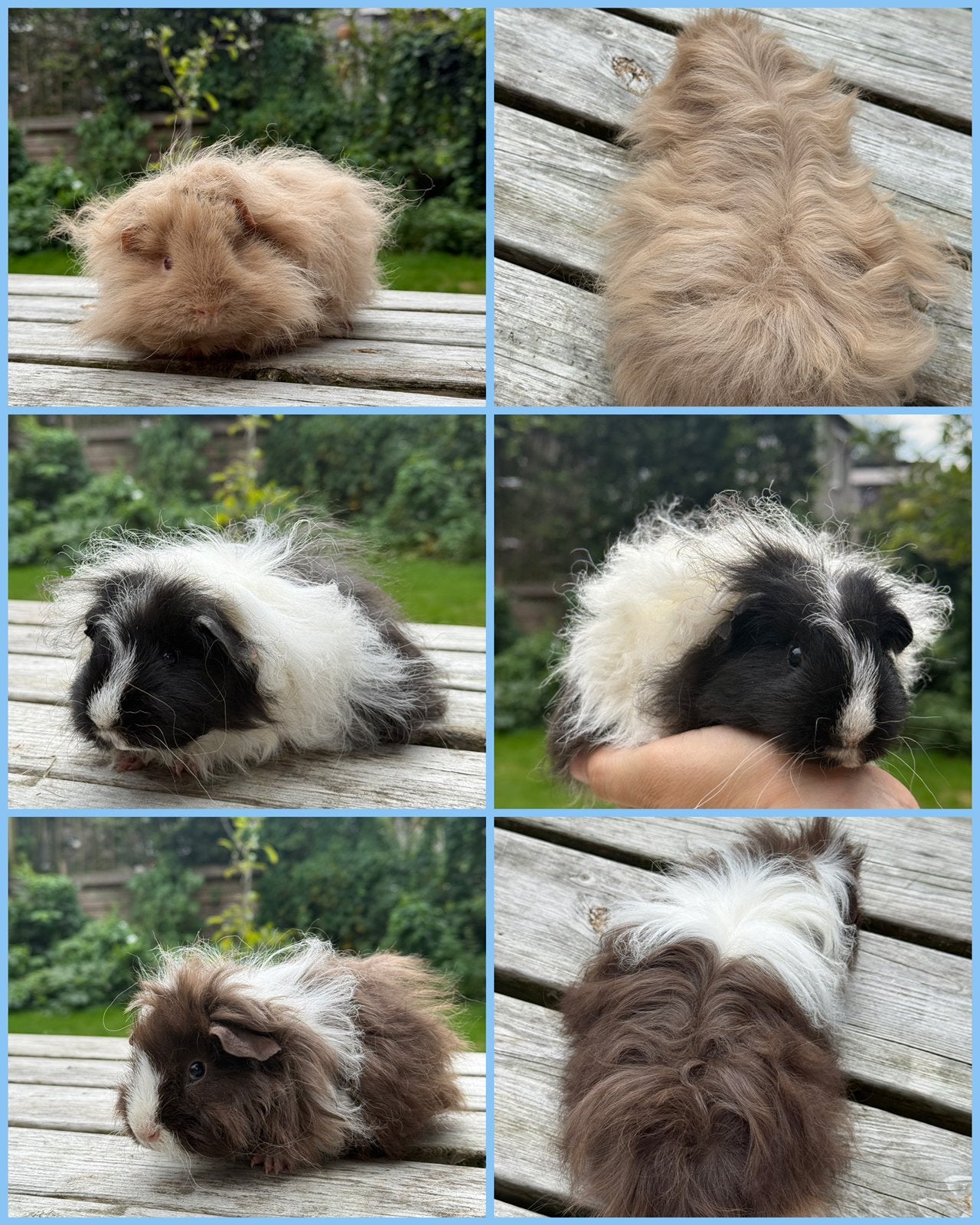 Nog 3 beschikbare zeugjes en 3 beertjes, Cavia, Juni, Meerdere dieren, Tam