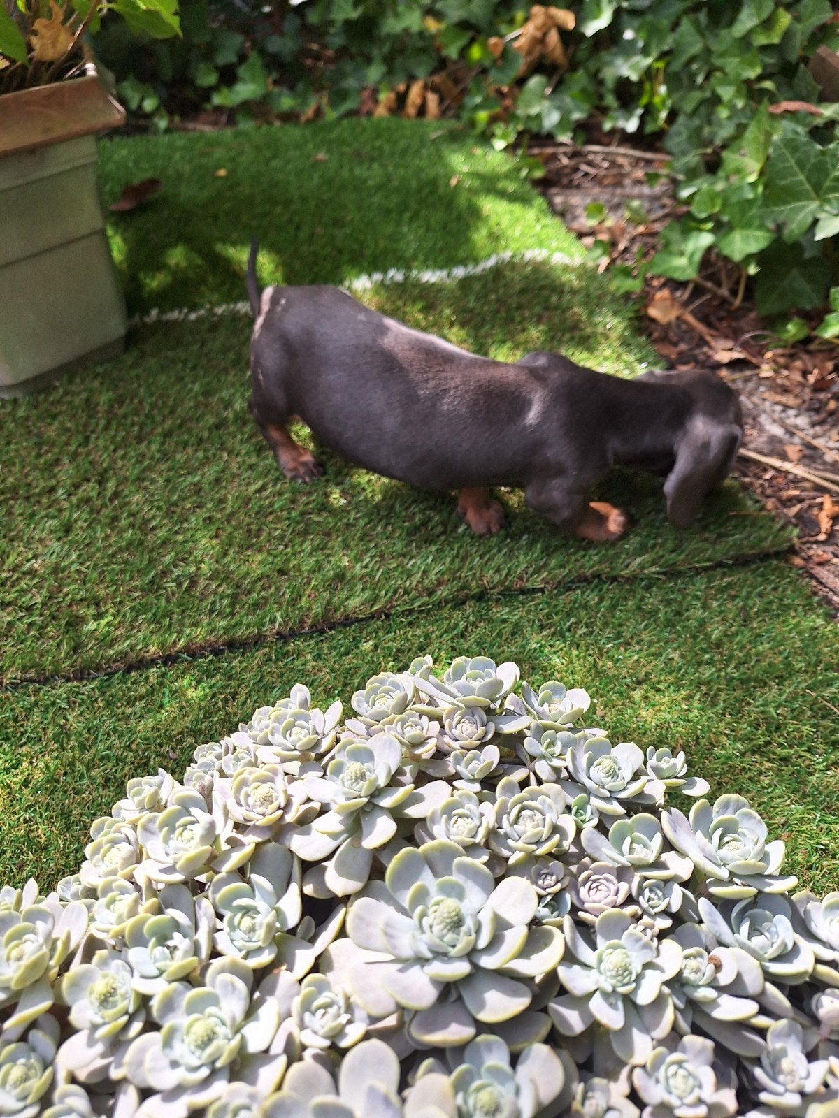 Dwergteckel puppy's, 8 tot 15 weken, Korthaar, Dwerg, Meerdere