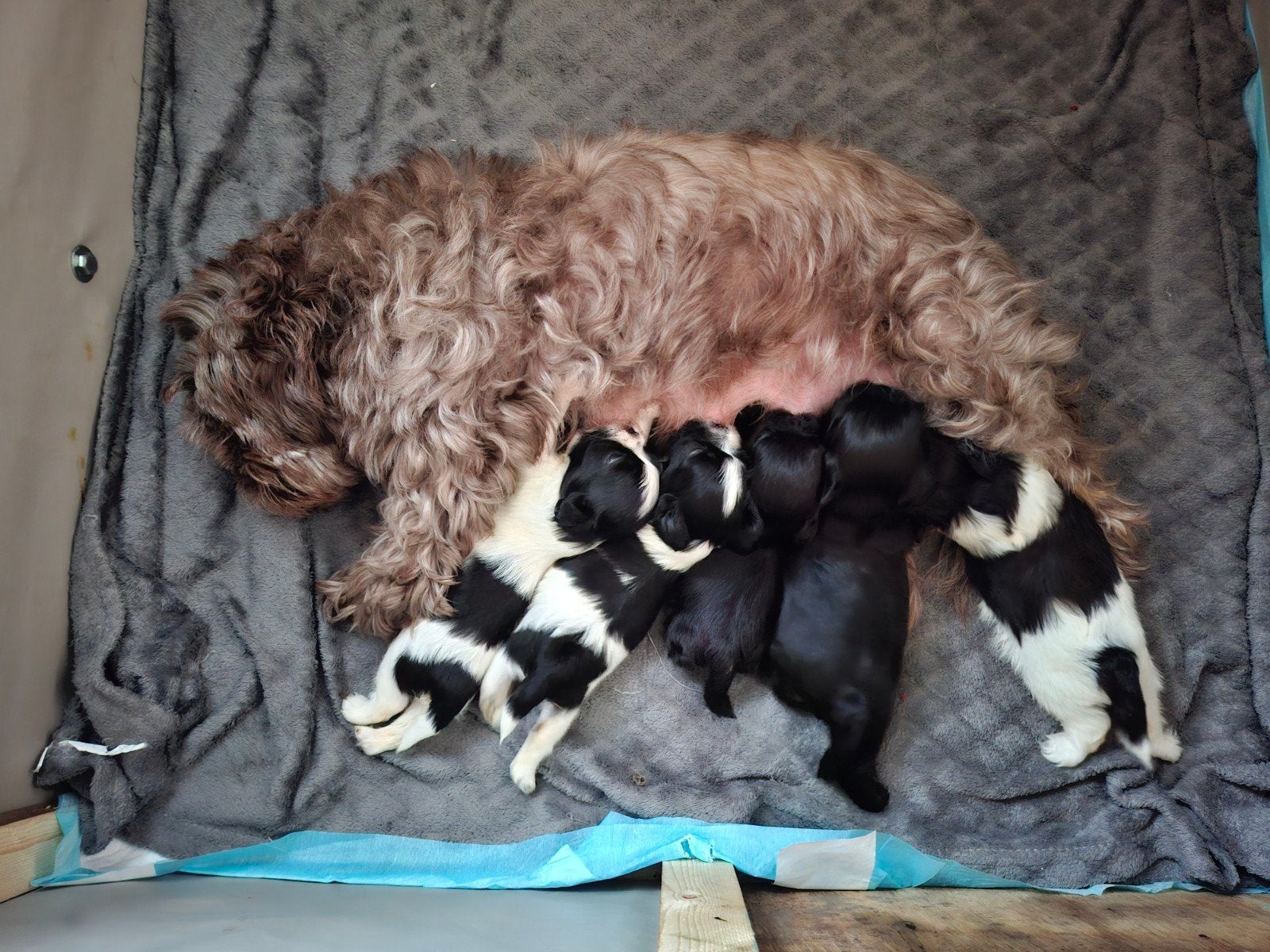 Shih tzu pups, Overige rassen, 8 tot 15 weken, Meerdere, Meerdere dieren