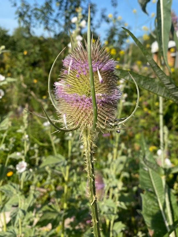 Grote kaardenbol, inheemse vaste plant, bio zaad&potgrond, Volle zon, Vaste plant, Zomer, Ophalen