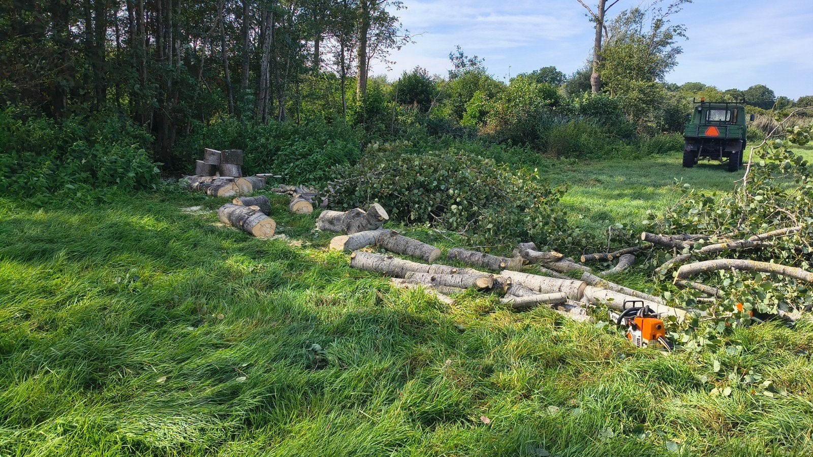 Vers gekapt populierenhout, haardhout - Stammen en blokken, Tuin en Terras, Haardhout, 3 tot 6 m³, Ophalen, Overige houtsoorten