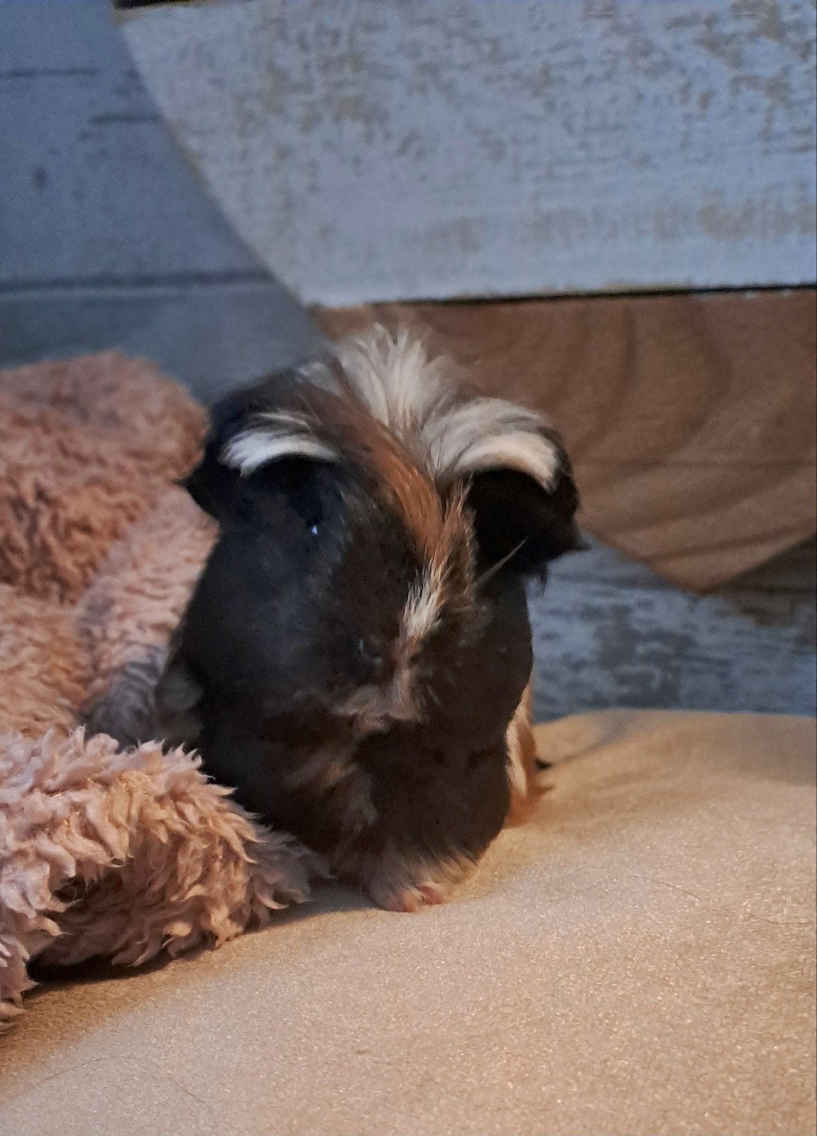 lieve driekleur coronet baby cavia evt ruilen, Augustus, Mannelijk, Cavia